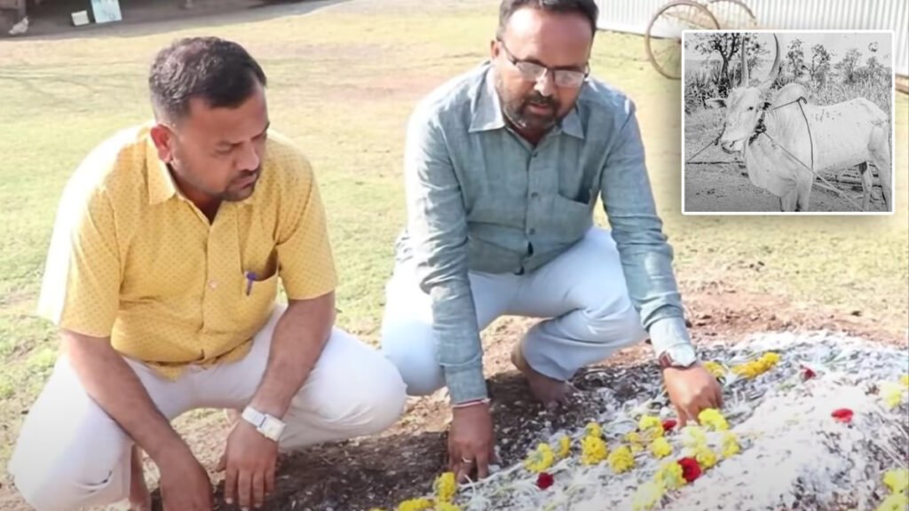 bajya bail sharyat,
bailgada sharyat,