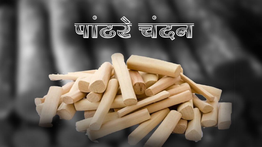 chandan sheti,
sandalwood farming
chandan sheti kashi kartat,
pandhare chandan,
white sandalwood