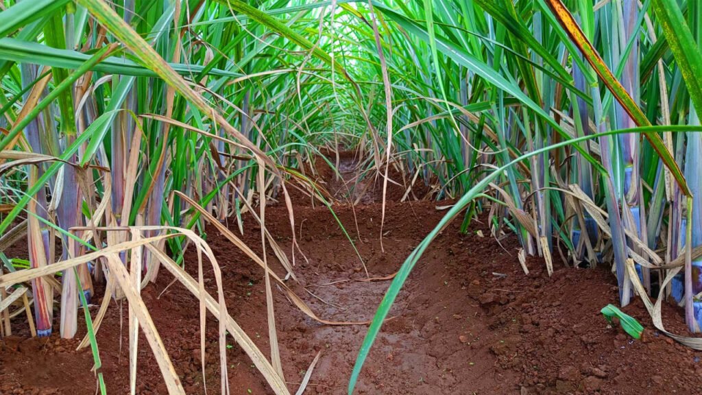 sugarcane farming,sugarcane farming in india,sugarcane,sugarcane farm,farming,sugarcane cultivation,minecraft sugarcane farm,sugar cane farming,sugarcane harvesting,sugarcane farming guide,urban sugarcane farming,sugarcane farming video,sugarcane farm minecraft,sugarcane planting methods,minecraft bedrock sugarcane farm,sugarcane planting,sugarcane seed production,#sugarcane farming,sugarcane farm bedrock edition,sugarcane cultivation methods