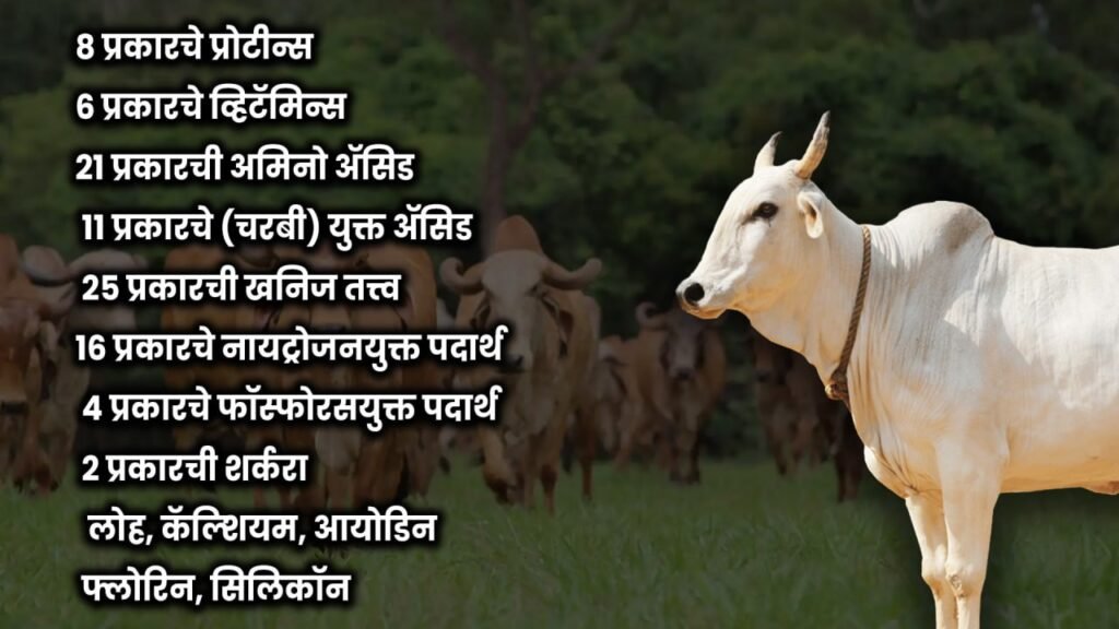 desi cow,cow,desi cow ghee,desi cow video,desi cow dairy farm,desi cow breed,desi cows,sahiwal cow,cow video,gir cow,desi cow milk,desi cow farm,cow milk,desi ghee,desi cow mandi,desi cow images,desi,haryana desi cow,desi cow farming,desi cow goshala,desi cow for sale,desi cow gaushala,best desi cow ghee,cow milking,desi cow milk price,deoni cow,desi cow breed types,desi cow mandi bihar,ravi patiala desi cow,cow sale,cow farm