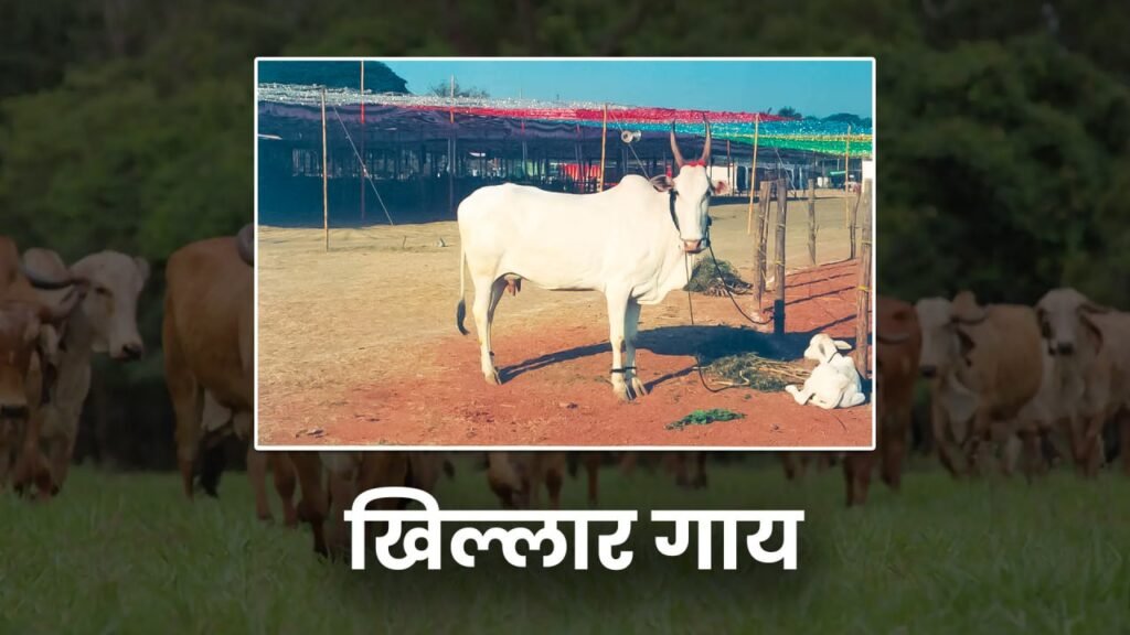 desi cow,cow,desi cow ghee,desi cow video,desi cow dairy farm,desi cow breed,desi cows,sahiwal cow,cow video,gir cow,desi cow milk,desi cow farm,cow milk,desi ghee,desi cow mandi,desi cow images,desi,haryana desi cow,desi cow farming,desi cow goshala,desi cow for sale,desi cow gaushala,best desi cow ghee,cow milking,desi cow milk price,deoni cow,desi cow breed types,desi cow mandi bihar,ravi patiala desi cow,cow sale,cow farm, khillar cow, desi khilar gaay