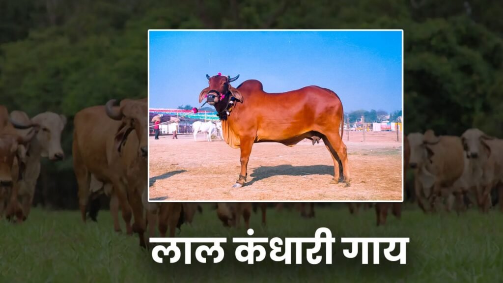 desi cow,cow,desi cow ghee,desi cow video,desi cow dairy farm,desi cow breed,desi cows,sahiwal cow,cow video,gir cow,desi cow milk,desi cow farm,cow milk,desi ghee,desi cow mandi,desi cow images,desi,haryana desi cow,desi cow farming,desi cow goshala,desi cow for sale,desi cow gaushala,best desi cow ghee,cow milking,desi cow milk price,deoni cow,desi cow breed types,desi cow mandi bihar,ravi patiala desi cow,cow sale,cow farm, laal kandhar gaay,