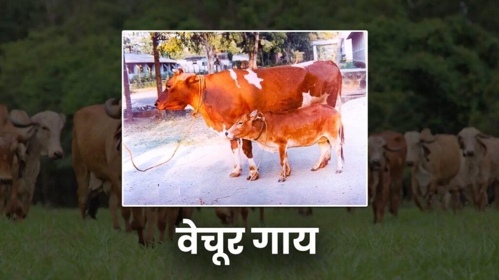 desi cow,cow,desi cow ghee,desi cow video,desi cow dairy farm,desi cow breed,desi cows,sahiwal cow,cow video,gir cow,desi cow milk,desi cow farm,cow milk,desi ghee,desi cow mandi,desi cow images,desi,haryana desi cow,desi cow farming,desi cow goshala,desi cow for sale,desi cow gaushala,best desi cow ghee,cow milking,desi cow milk price,deoni cow,desi cow breed types,desi cow mandi bihar,ravi patiala desi cow,cow sale,cow farm