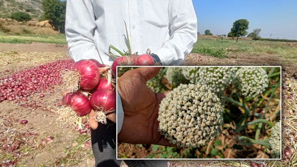 राही सीड्स
rahee seeds,
rahi seeds,
शेतकरी यशोगाथा 
shetkari yashogatha,
farmer success story,
