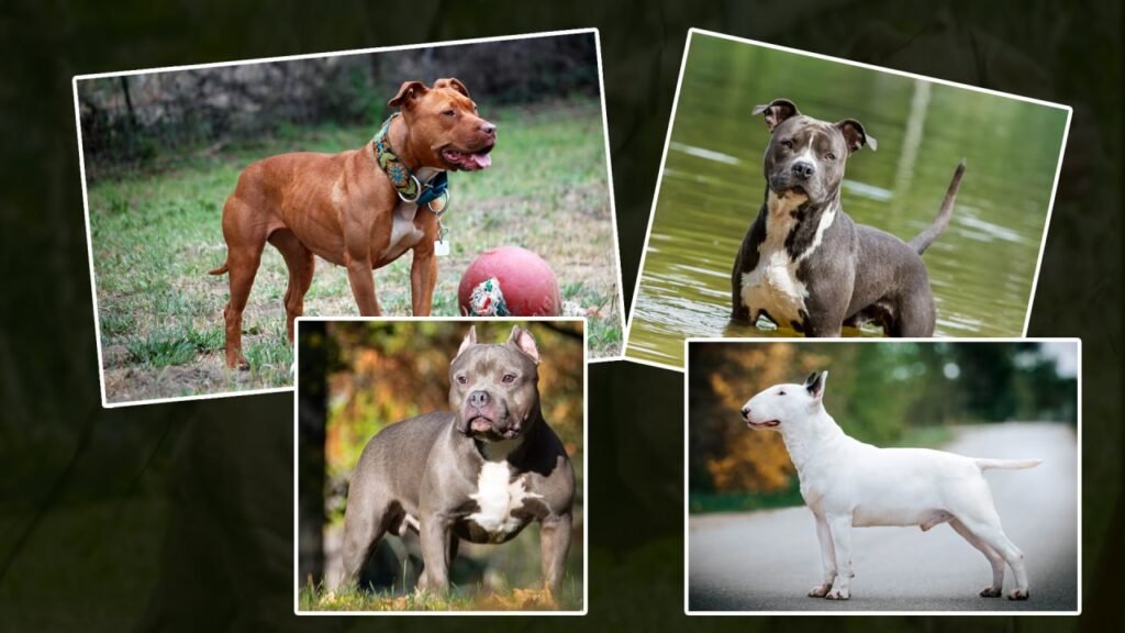 pitbull,pitbull dog,pitbull songs,pitbull attack,pitbull dog fight,pitbull kutta,pitbull fight,pitbull pitbull,pitbull vs rottweiler real fight,pitbull dog attack,pitbull ki video,pitbull vs tiger,pitbull puppy,pitbull vs street dog fight,dog race,dog race vishaych bhari,rajmudra dog race,ladu dog race,vishaych bhari,vishay bhari,विषयच भारी,विषय भारी,पिटबुल डॉग रेस