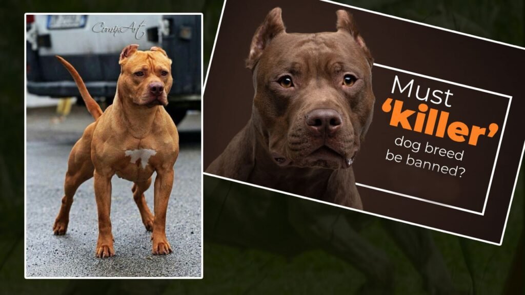 pitbull,pitbull dog,pitbull songs,pitbull attack,pitbull dog fight,pitbull kutta,pitbull fight,pitbull pitbull,pitbull vs rottweiler real fight,pitbull dog attack,pitbull ki video,pitbull vs tiger,pitbull puppy,pitbull vs street dog fight,dog race,dog race vishaych bhari,rajmudra dog race,ladu dog race,vishaych bhari,vishay bhari,विषयच भारी,विषय भारी,पिटबुल डॉग रेस