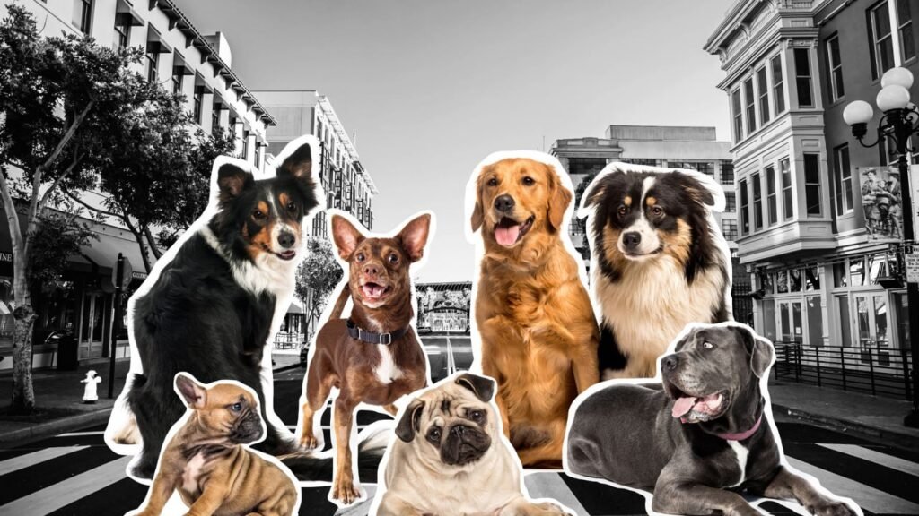 pitbull,pitbull dog,pitbull songs,pitbull attack,pitbull dog fight,pitbull kutta,pitbull fight,pitbull pitbull,pitbull vs rottweiler real fight,pitbull dog attack,pitbull ki video,pitbull vs tiger,pitbull puppy,pitbull vs street dog fight,dog race,dog race vishaych bhari,rajmudra dog race,ladu dog race,vishaych bhari,vishay bhari,विषयच भारी,विषय भारी,पिटबुल डॉग रेस