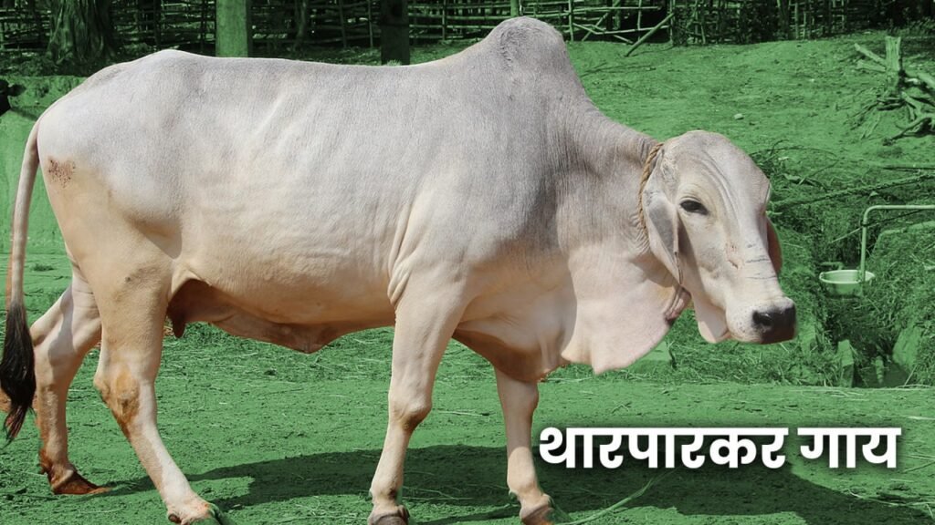 Five Best cow 