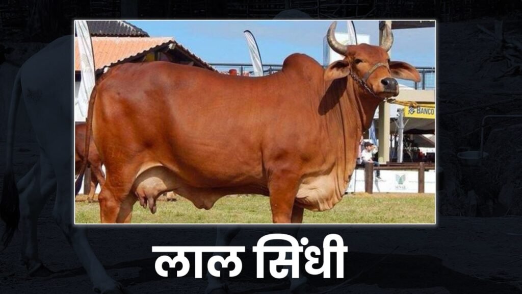 Five Best cow