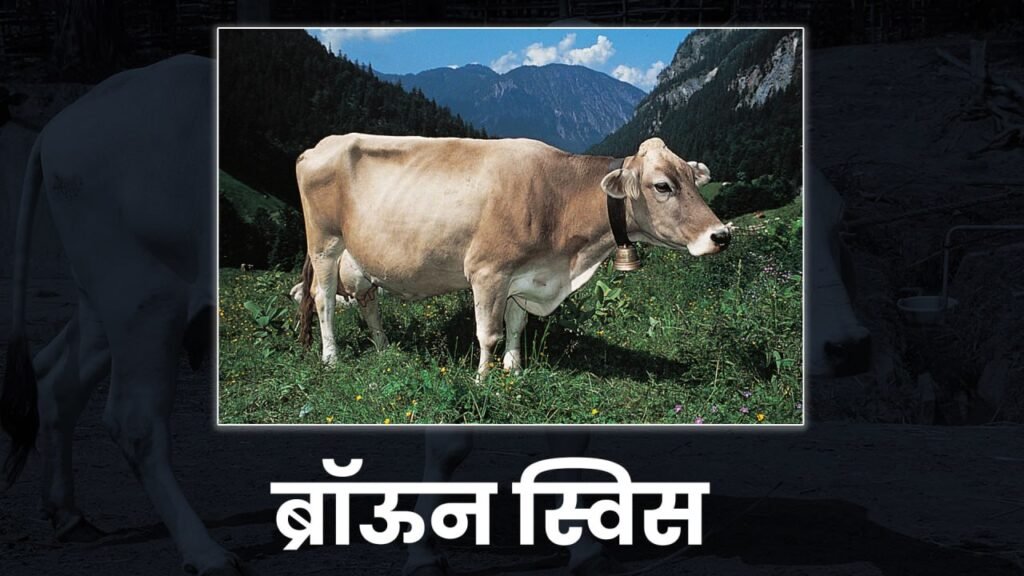 Five Best cow 