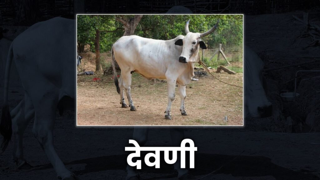 Five Best cow