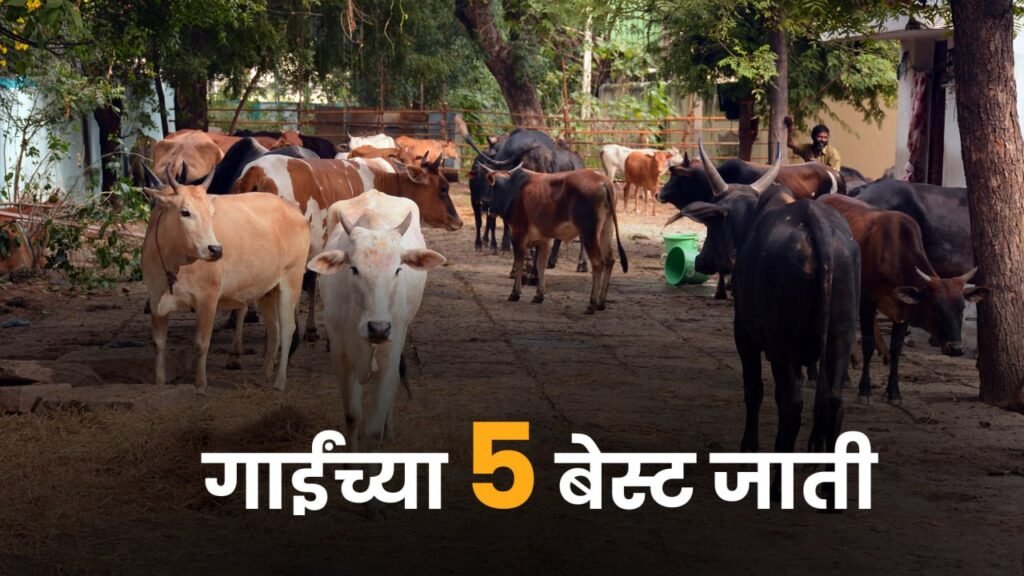 Five Best cow