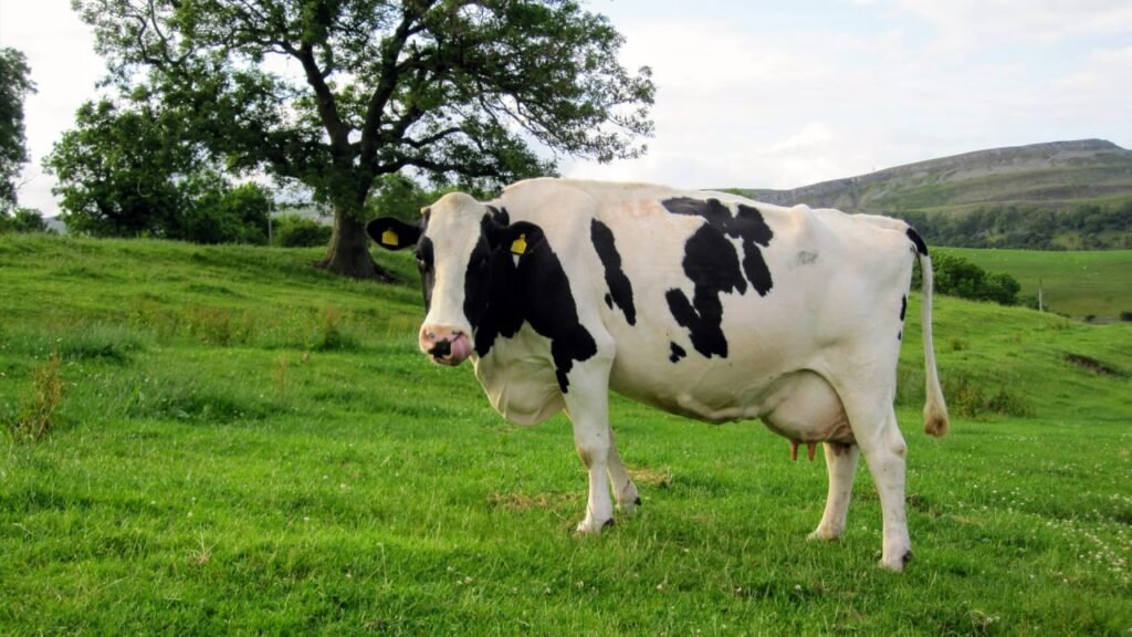Five Best cow 