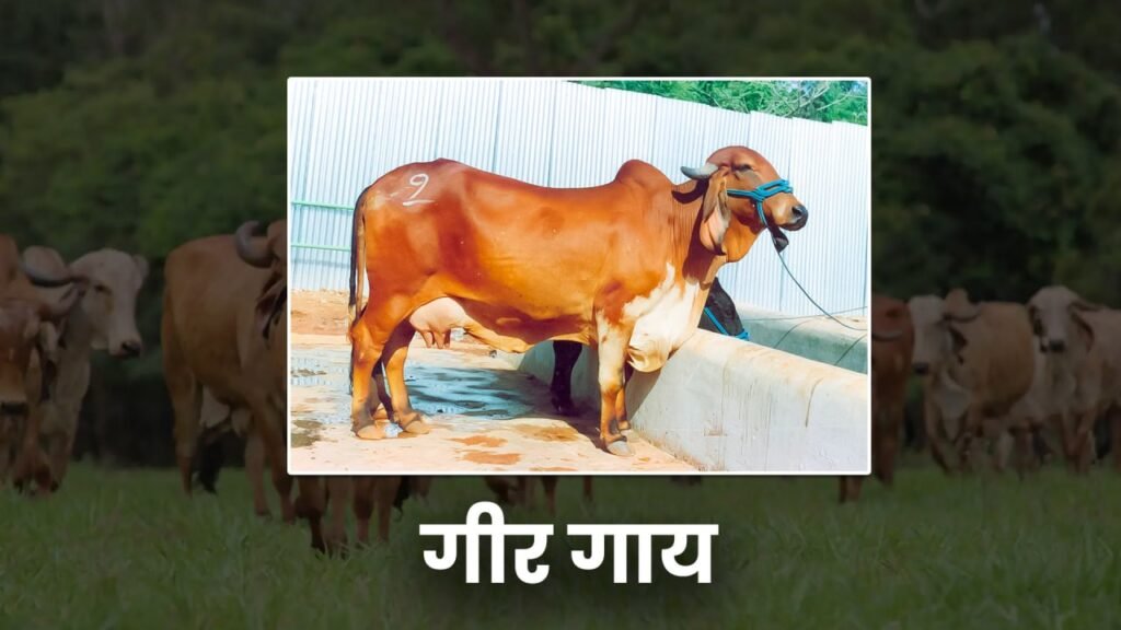 Five Best cow