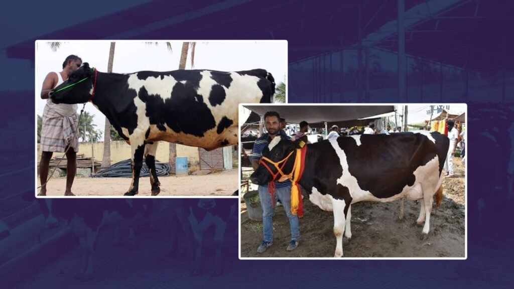 Five Best cow